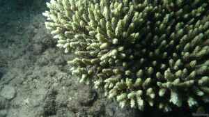 Acropora aculeus im Aquarium halten
