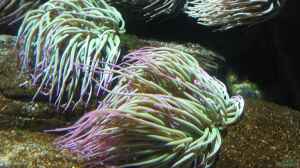 Anemonia sulcata im Aquarium halten