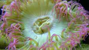 Anthopleura elegantissima im Aquarium halten