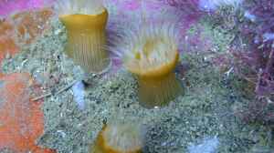 Anthothoe albocincta im Aquarium halten