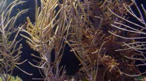 Antillogorgia acerosa im Aquarium halten