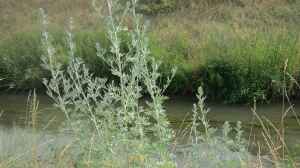 Artemisia absinthium am Gartenteich