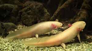 Axolotl im Aquarium halten