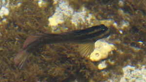 Blenniella cyanostigma im Aquarium halten