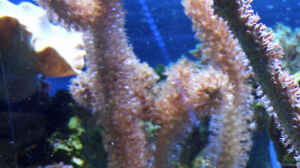 Briareum asbestinum im Aquarium halten