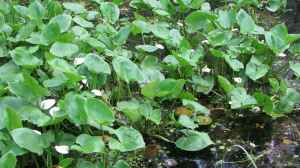 Calla palustris am Gartenteich