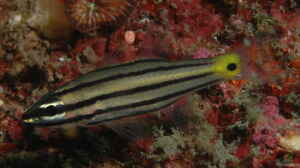Cheilodipterus quinquelineatus im Aquarium halten
