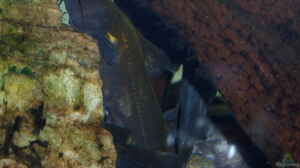 Coreobagrus ichikawai im Aquarium halten