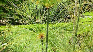 Cyperus papyrus am Gartenteich pflegen