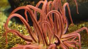 Dofleinia armata im Aquarium halten