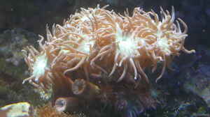 Duncanopsammia axifuga im Aquarium halten