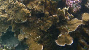 Echinophyllia aspera im Aquarium halten