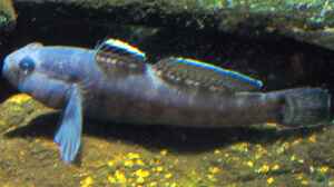 Gobius paganellus im Aquarium halten