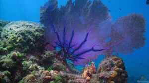 Gorgonia ventalina im Aquarium halten