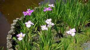 Iris ensata am Gartenteich