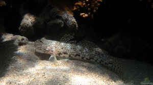 Istigobius decoratus im Aquarium halten