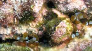 Lebrunia coralligens im Aquarium halten