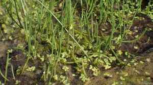 Littorella uniflora am Gartenteich
