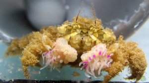 Lybia leptochelis im Aquarium halten