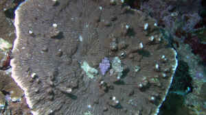 Merulina ampliata im Aquarium halten