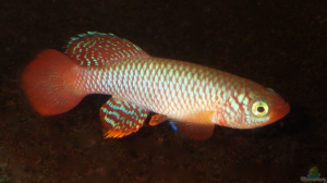 Nothobranchius flammicomantis im Aquarium halten