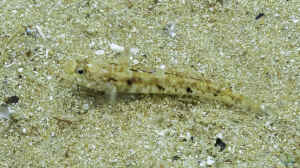 Pomatoschistus pictus im Aquarium halten
