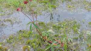 Potentilla palustris am Gartenteich