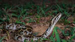 Python molurus bivittatus halten