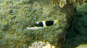Thalassoma nigrofasciatum im Aquarium halten