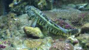 Zosterisessor ophiocephalus im Aquarium halten