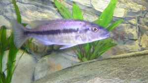 Einrichtungsbeispiele für Taeniochromis holotaenia