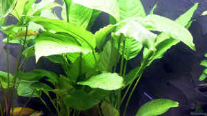 Anubias heterophylla (hellgrünes großblättriges