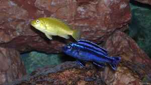 Einrichtungsbeispiele mit Melanochromis maingano / cyaneorhabdos