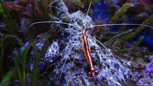 Aquarien mit Lysmata amboinensis