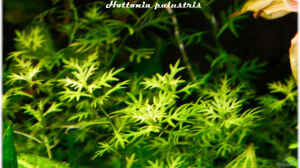 Hottonia palustris im Aquarium pflegen