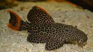 Artentafel Demini-Leopardkaktuswels "L114" (Pseudacanthicus sp.) 