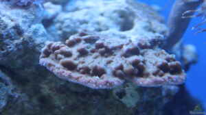 Montipora cactus im Aquarium halten