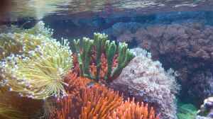 Montipora gaimardi im Aquarium halten