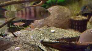 Aquarien mit Benitochromis batesii
