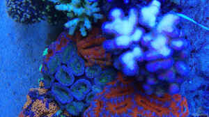 Bild aus dem Beispiel Schwings Reef von Schwing