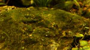 Algenaufwuchs auf einem Stein