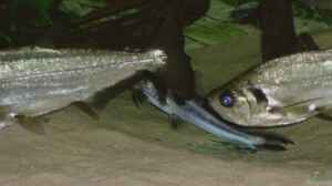 Hydrolycus tatauaia im Aquarium halten