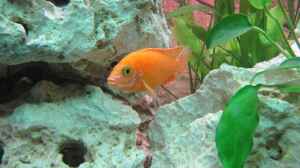 Aulonocara Firefish im Aquarium