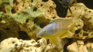Eclectochromis "mbenjii" Thick Lip