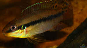 Bild aus dem Beispiel Enigmatochromis von Cichlid Power