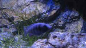 Placidochromis phenochillus tanzania W