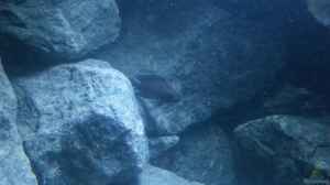 Bild aus dem Beispiel Rocks for Variabilichromis von Julien Preuß