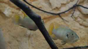 Aquarien mit Benitochromis conjunctus
