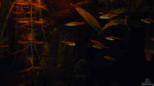 Rasbora Arten im Aquarium halten