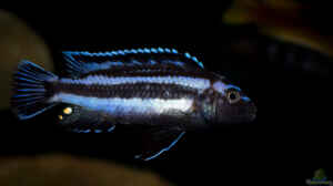Einrichtungsbeispiele für Aquarien mit Melanochromis johannii